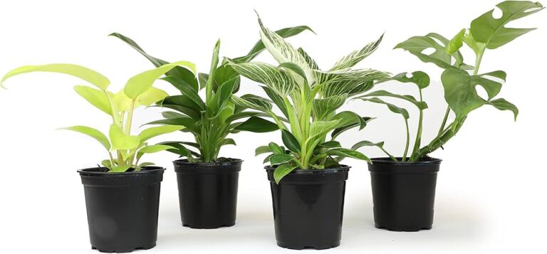 Choosing the Right Pot for Your Philodendron