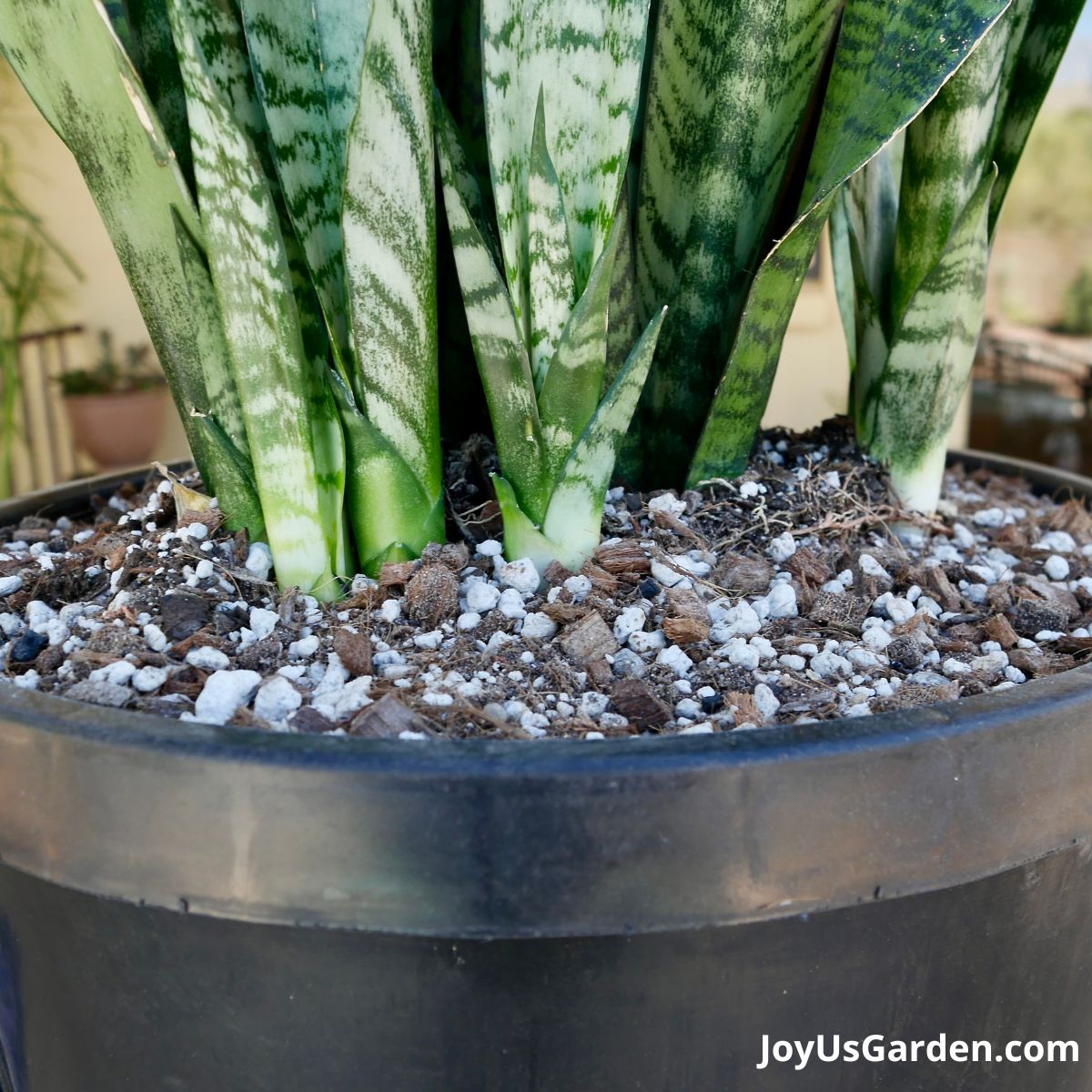 Choosing the Right Pot for Your Snake Plant