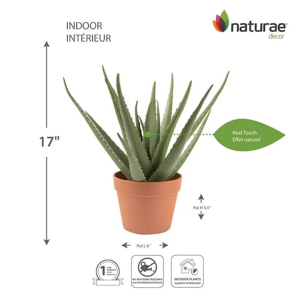 Choosing the Right Pot Size for Aloe Vera Plants