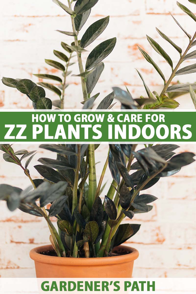 Choosing the Right Pot Size for Your ZZ Plant