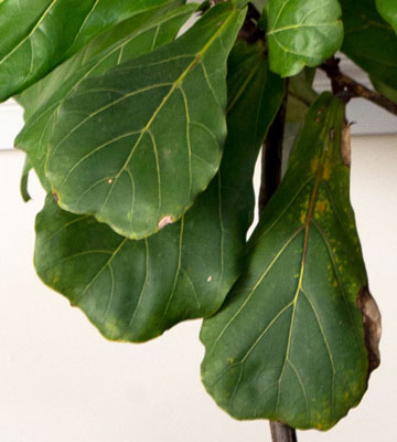 Common Fiddle Leaf Fig Problems & Solutions