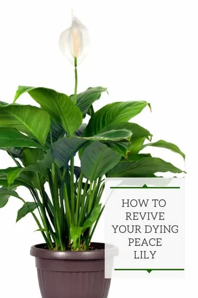 Common Peace Lily Diseases and Treatments