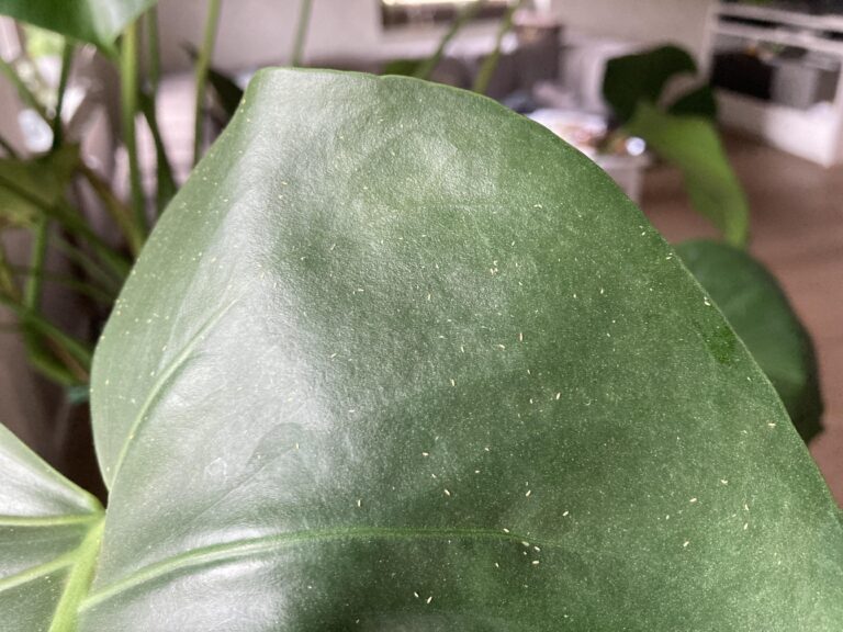 Common Pests on Monstera Plants and Control