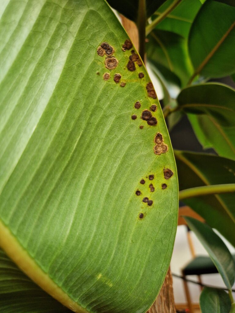 Common Rubber Plant Diseases and Treatments