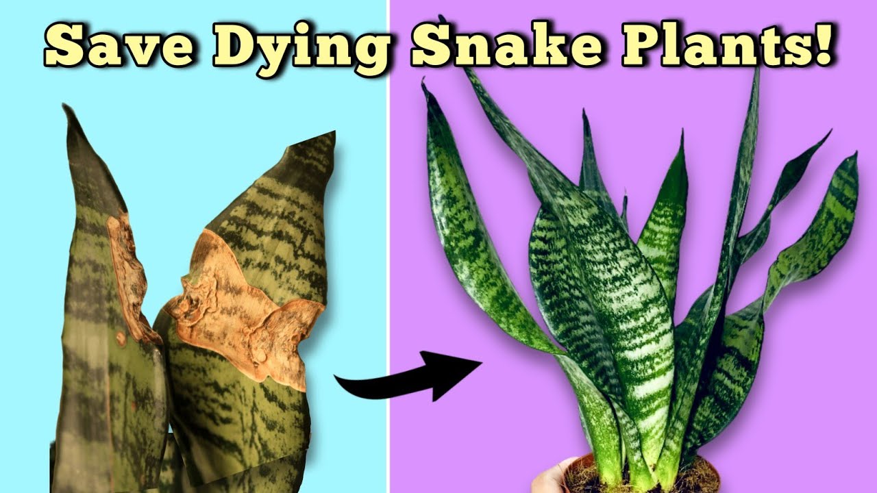 Common Snake Plant Problems and Fixes