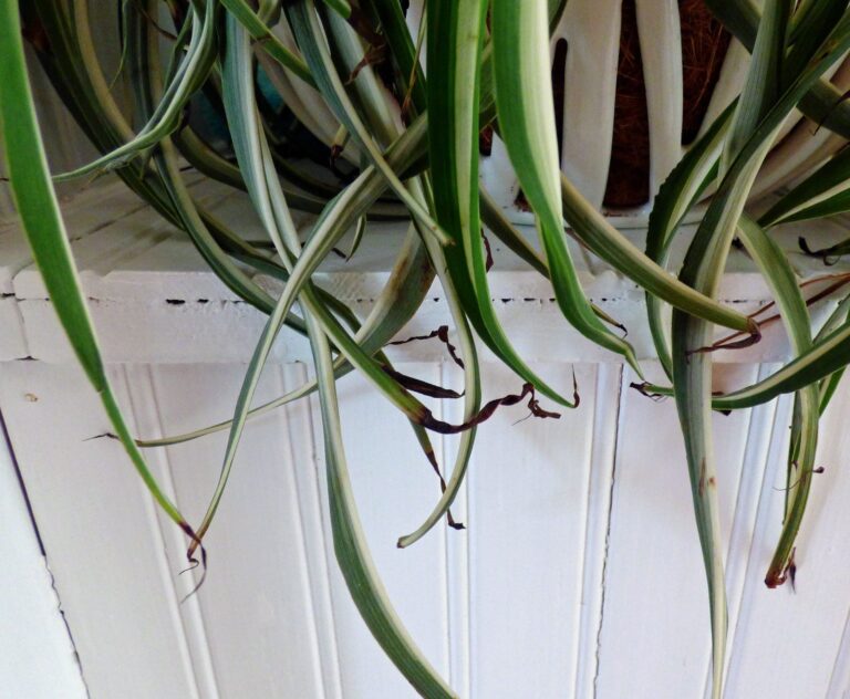 Common Spider Plant Diseases and Treatments