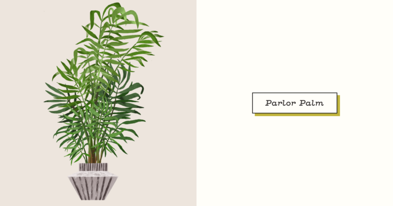 Curing Curling Leaves on Your Parlor Palm: Key Tips