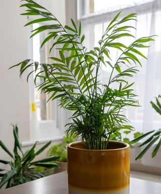 Dealing with Mold on Snake Plants: Prevention