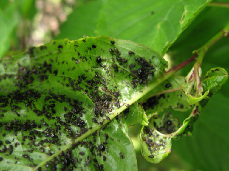 Dealing with Mold on Spider Plants: Prevention and Cure