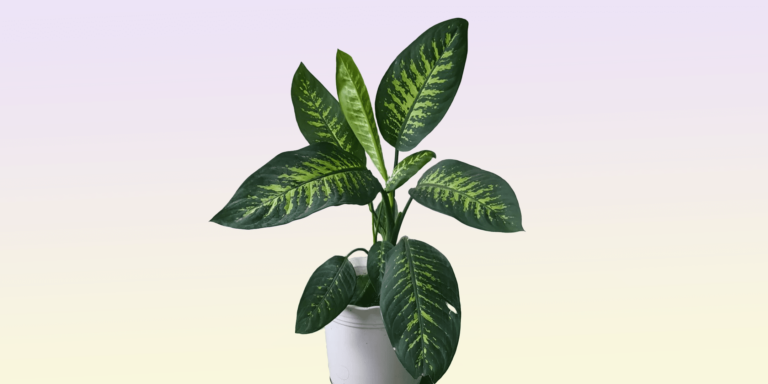 Dieffenbachia Growth Rate: How Fast Do They Grow?