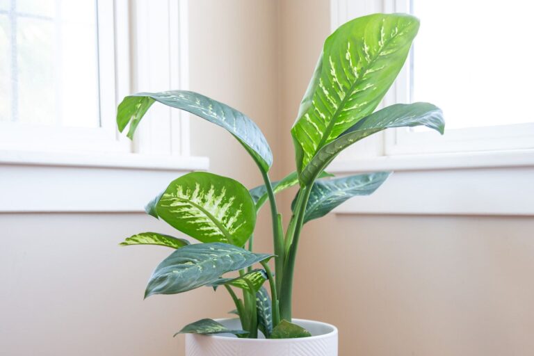 Dieffenbachia Light Requirements: Optimal Growth Tips