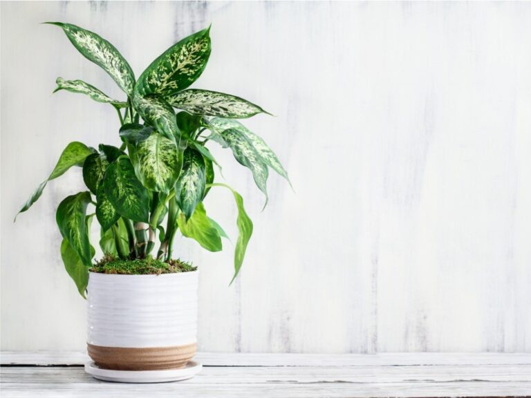 Dieffenbachia Maculata Care: Expert Tips