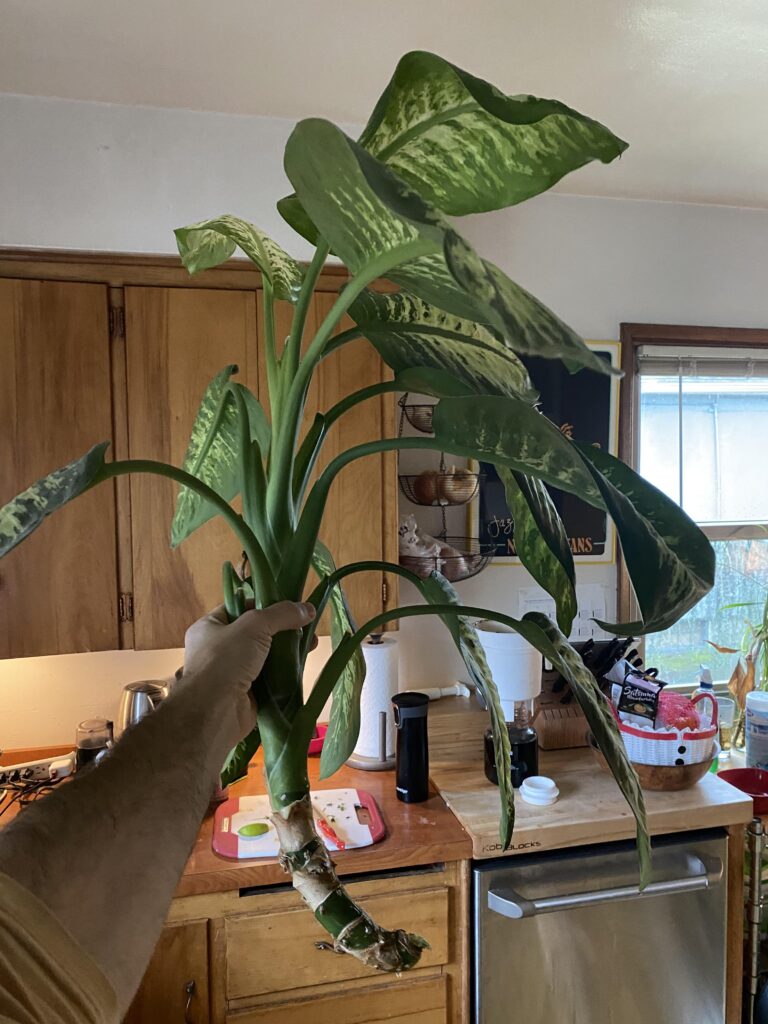 Dieffenbachia Propagation: Easy Steps for Success