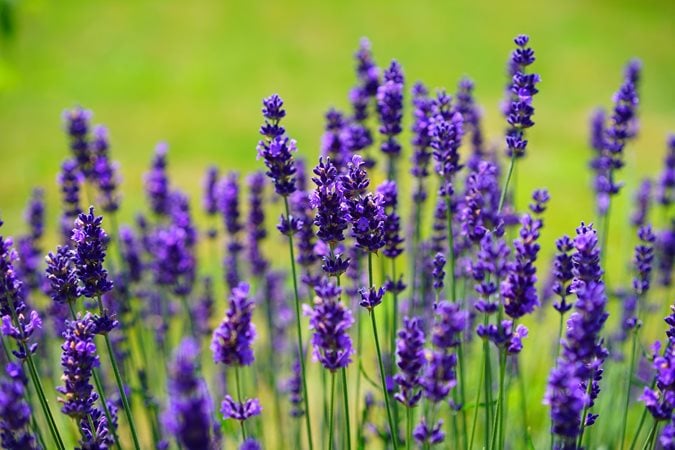 Do I Put Pest Control on My Lavender Plant? Full Guide