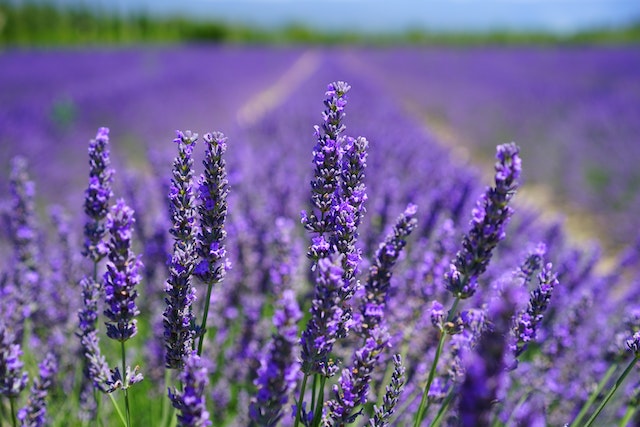 Do I Put Pest Control on My Lavender Plant? Safe Methods