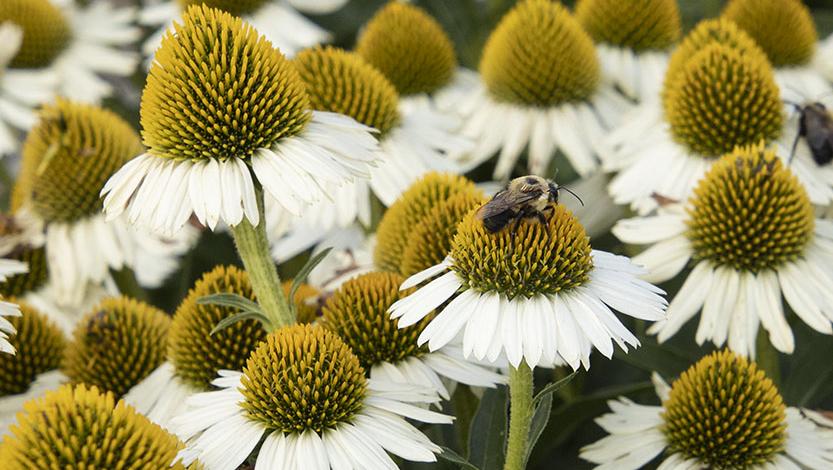 Do Lavender Plants Attract Bees? Pollinator Guide