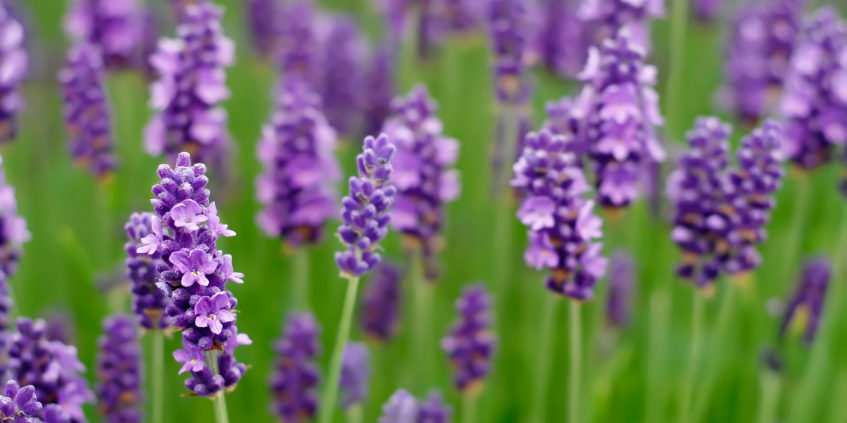 Do Lavender Plants Repel Flies? Natural Pest Control