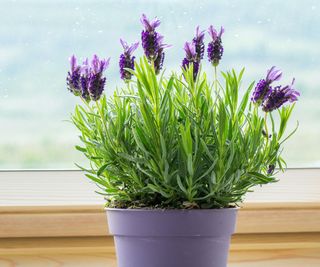 Do Lavender Plants Spread? Growth Habits Explained