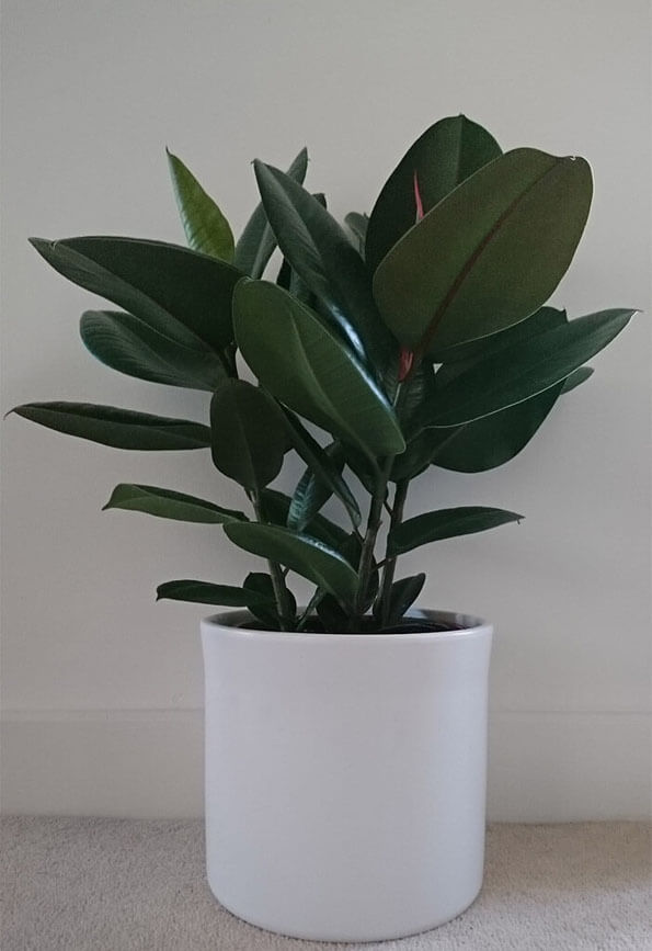 Do Rubber Plants Flower? What to Expect