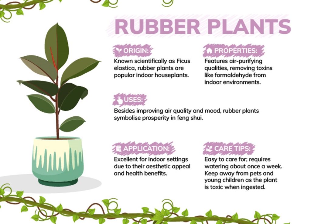 Do Rubber Plants Purify Air? Benefits Explained