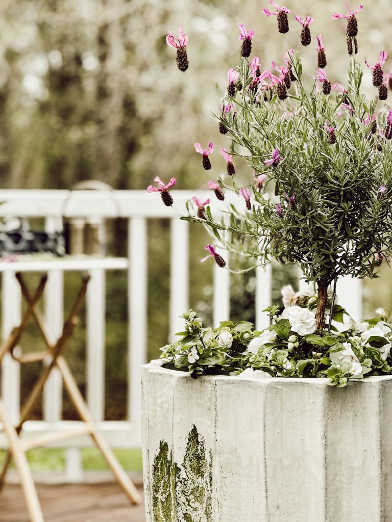 Does a Lavender Plant Need a Focal Point? Garden Design Tips