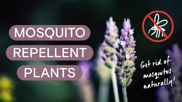 Does Lavender Plant Repel Mosquitoes? Natural Protection