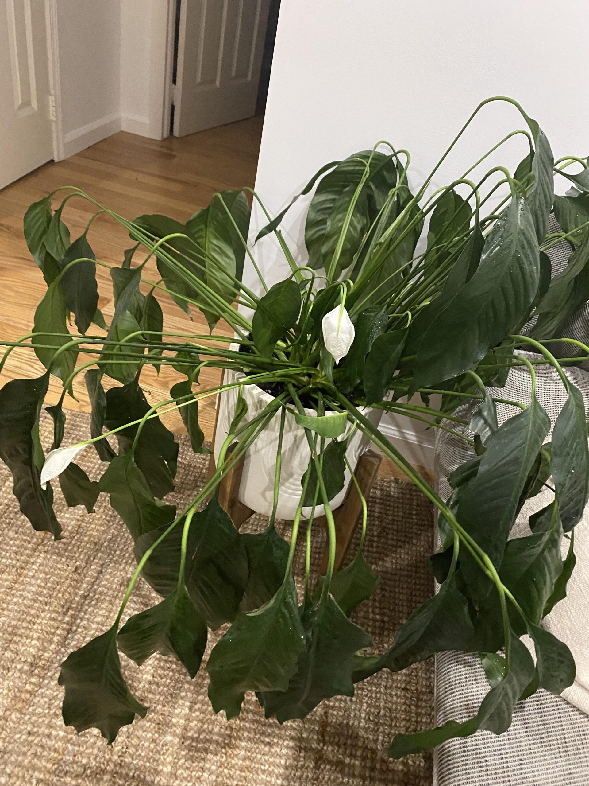 Drooping Peace Lily Leaves: Causes and Remedies