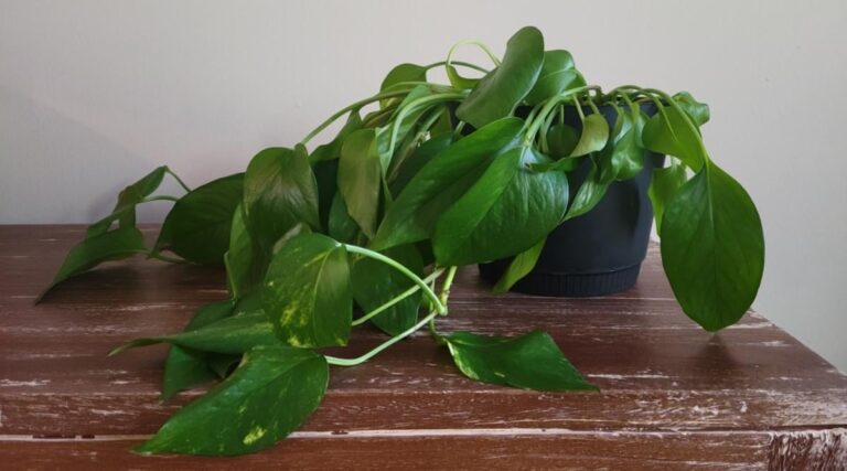 Drooping Pothos: Causes and Remedies