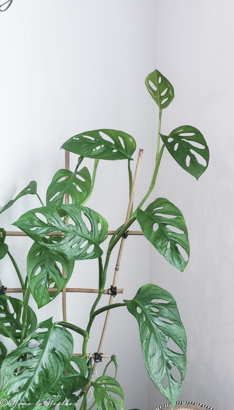 Encouraging Healthy Growth in Monstera Plants