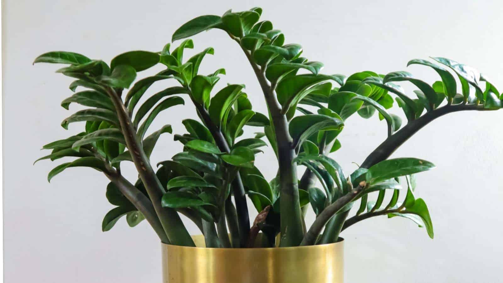 Encouraging New Growth in Your ZZ Plant