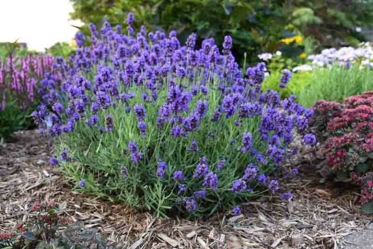 English Lavender Plant: Growing Lavandula Angustifolia