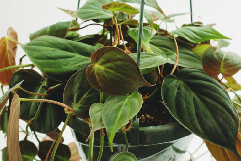 Essential Care Guide for Philodendron Plants