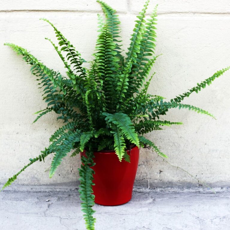 Essential Tips for Thriving Fern Plant Care