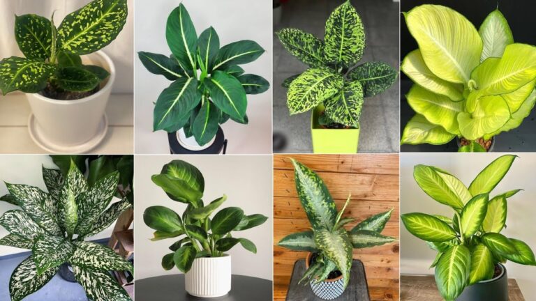 Exploring Dieffenbachia Varieties: A Comprehensive Guide