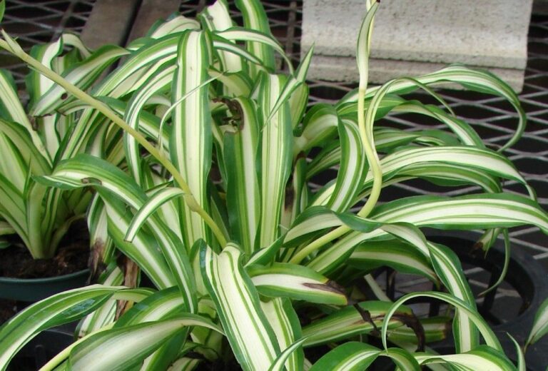 Exploring Different Spider Plant Species