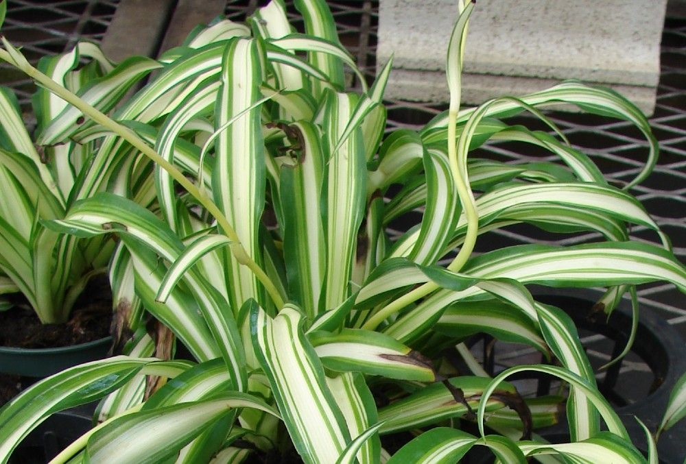 Exploring Different Spider Plant Species