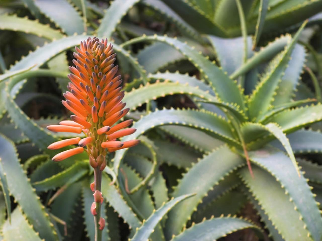 Exploring Different Types of Aloe Vera Plants