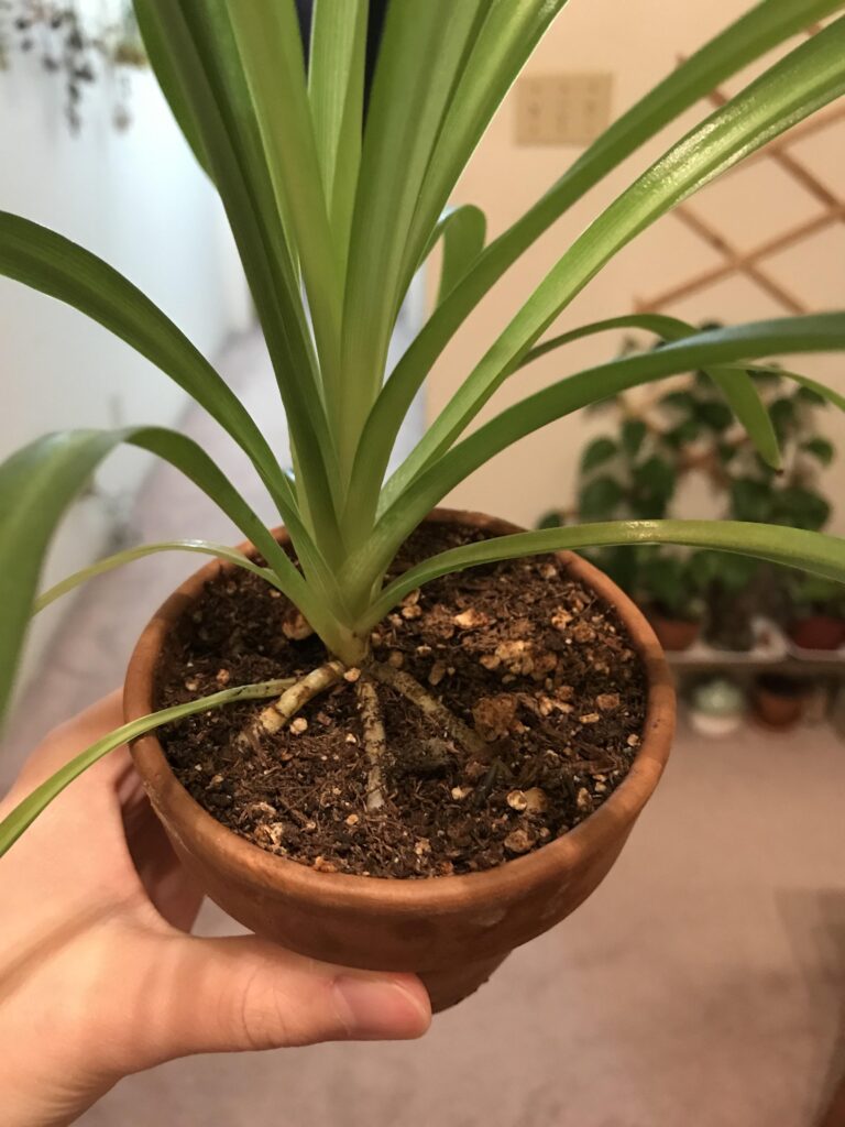 Exposed Spider Plant Roots: What to Do