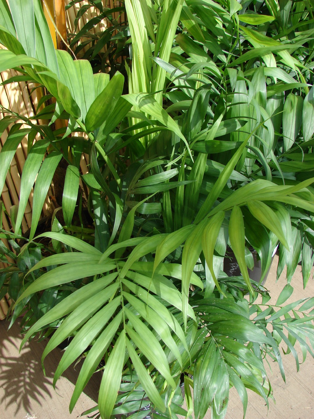 Fascinating Fun Facts About the Parlor Palm Plant