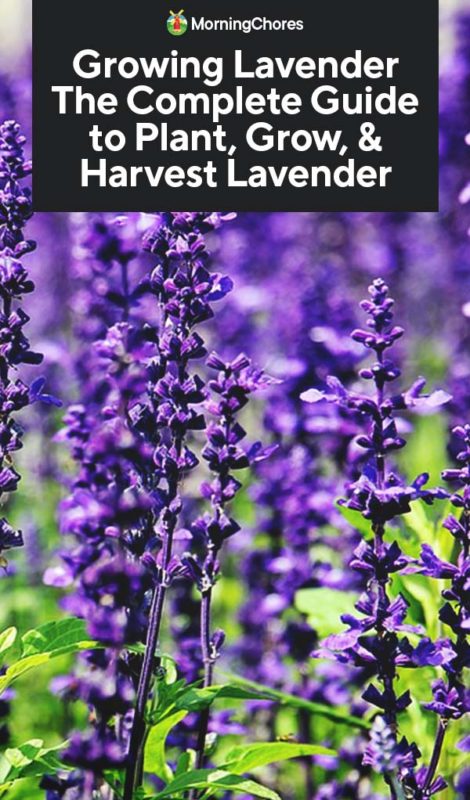 Fertilizer for Lavender Plants: Best Types & Tips