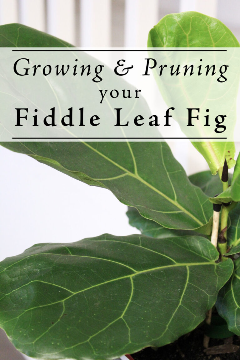 Fiddle Leaf Fig Growth Rate: What to Expect