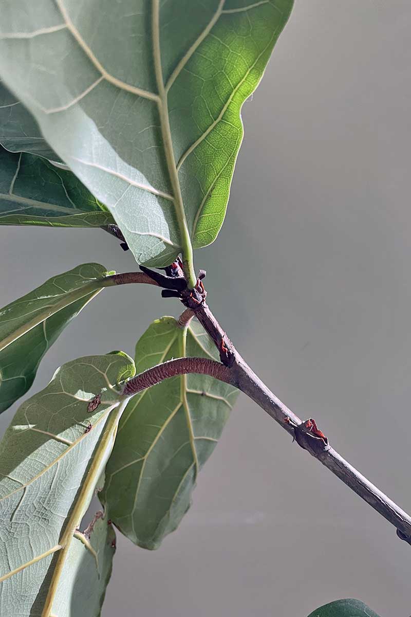 Fiddle Leaf Fig Not Growing? Here's Why