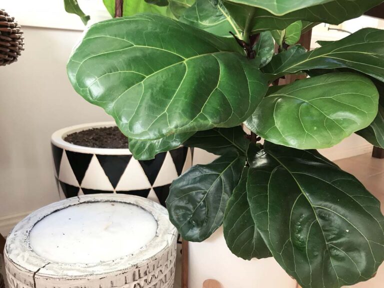 Fiddle Leaf Fig Temperature Tolerance Explained