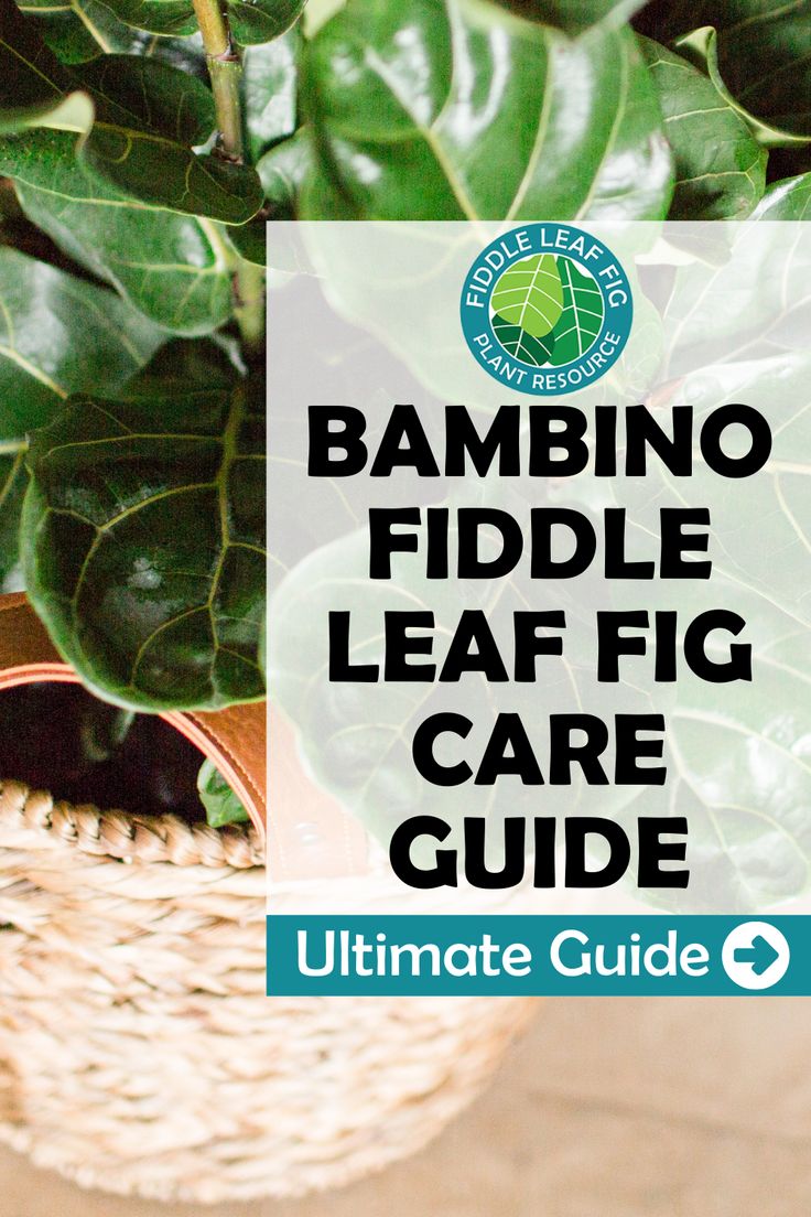 Fiddle Leaf Fig Tree Care: Ultimate Guide