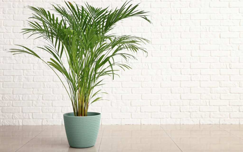 Fix Your Parlor Palm: Overwatering Signs & Solutions