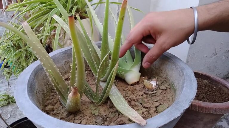 Fixing an Aloe Vera Plant Broken at the Root