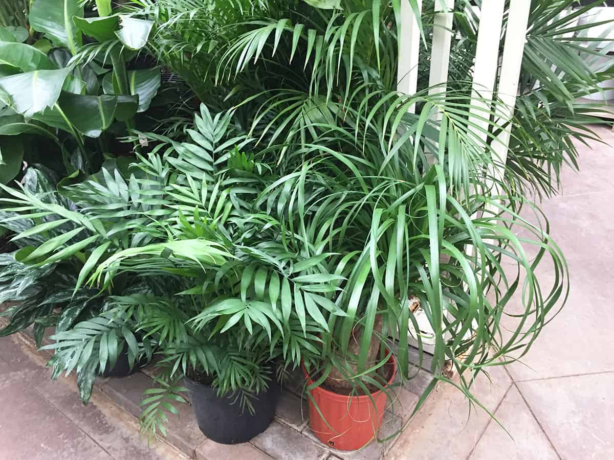 Fixing Brown Leaves on Your Parlor Palm Plant