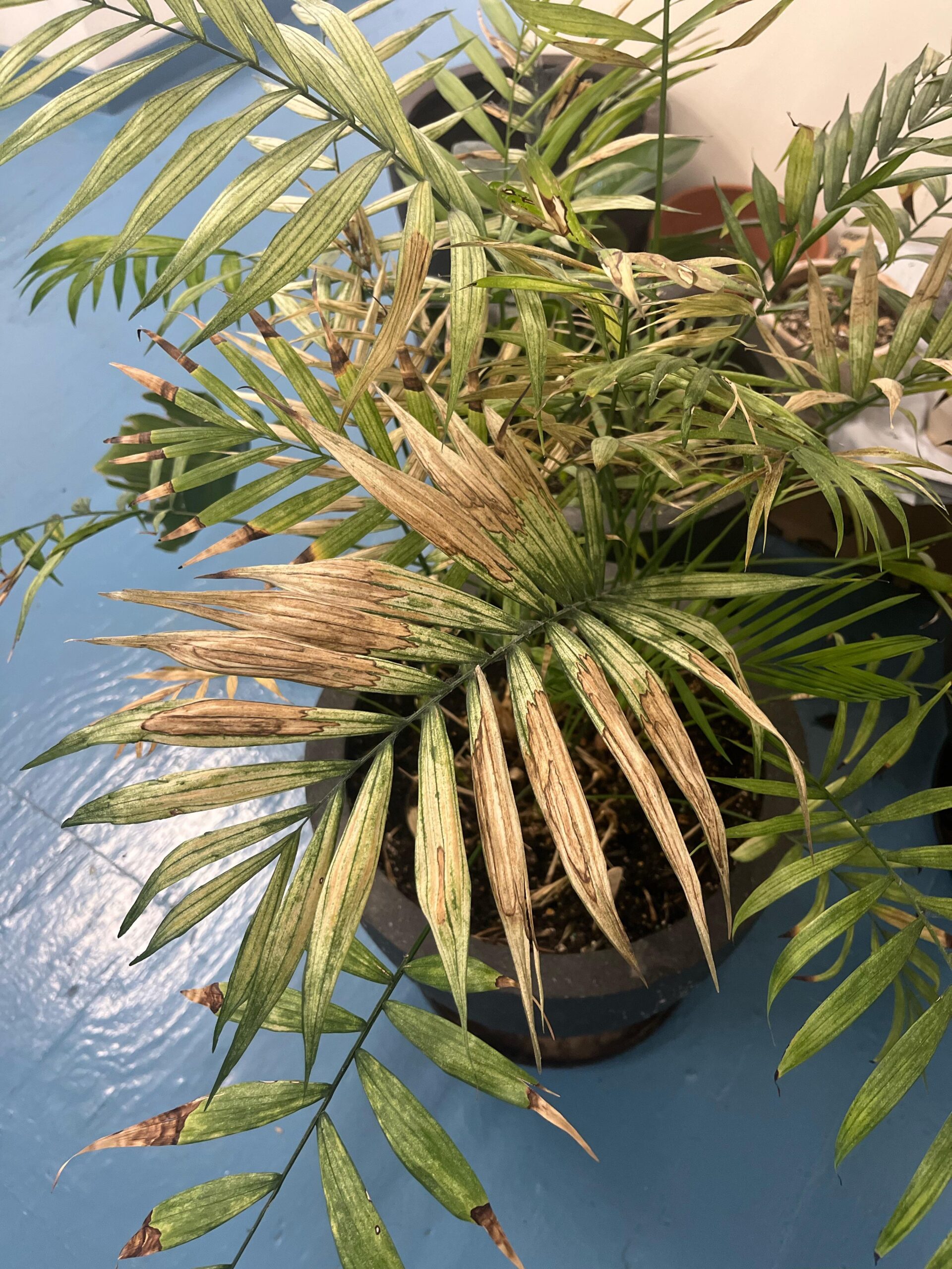 Fixing Pale Leaves on Your Parlor Palm Easily