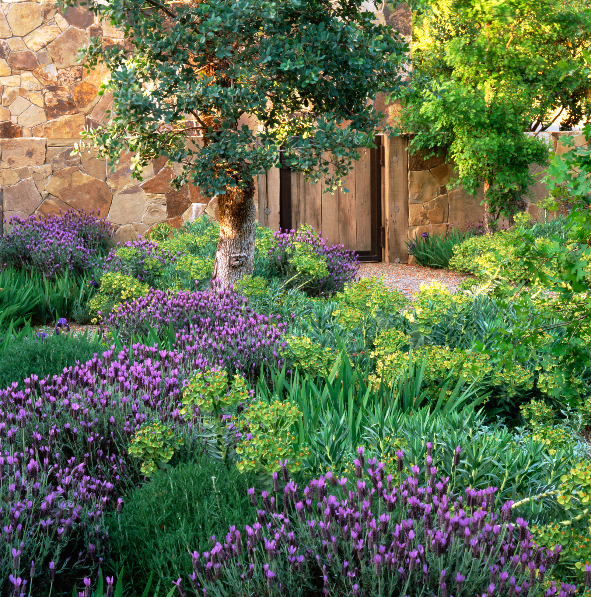 French Lavender Plants: Complete Care Guide