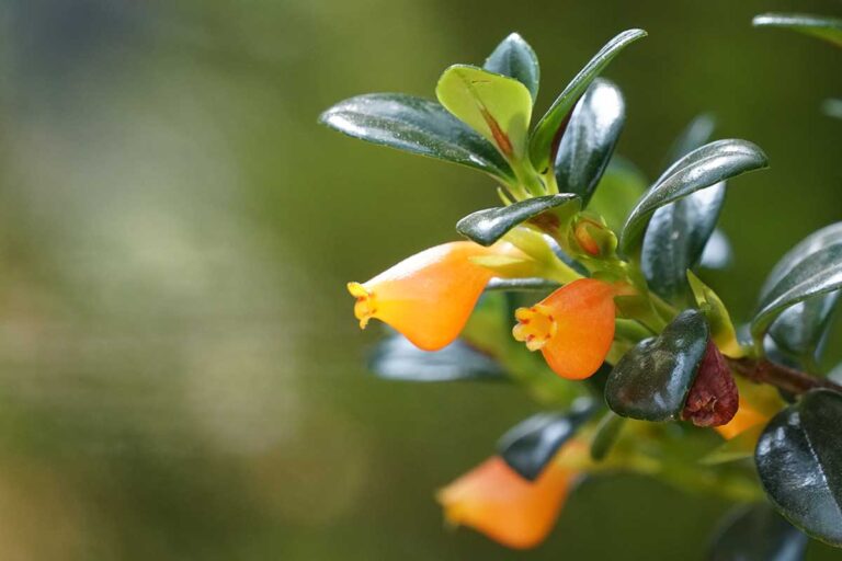 Goldfish Plant Flowers: Care Tips